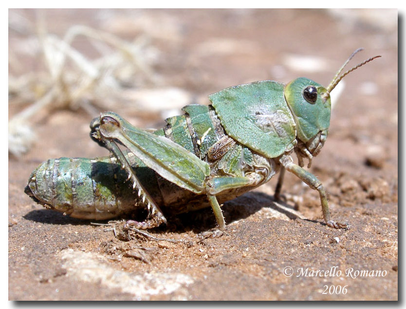 Un altro bel Pamphagidae siciliano: Ocneridia nigropunctata